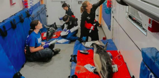 Rescue Heroes Save Stranded Dolphins off Cape Cod