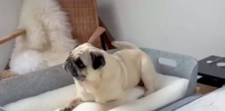 Pug Overcomes Paralysis Wags Tail