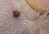 Safely Removing Ticks from Your Beloved Dog