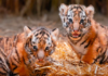Toledo Zoo Mamoaka Anarana ho an'ny Tiger Siberiana Rare
