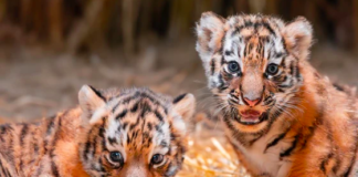 Toledo Zoo Unveils Names for Rare Twin Siberian Tigers