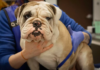 Heroic Efforts to Save Abused Bulldog