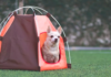 Chihuahua's Hilarious Camping Drama