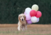 Golden Retriever's Fear of Balloons Goes Viral