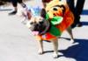 Mest populære Halloween-kostumer til hunde i alle amerikanske stater