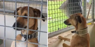 Fiji Shelter Dog's 2-Year Wait for a Forever Home