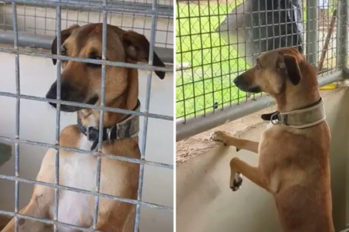 Fiji Shelter Dog's 2-Year Wait for a Forever Home