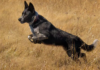 Dog Who Jumps Like a Kangaroo Takes the Spotlight