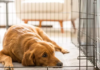 the Right Duration to Leave Your Dog Alone at Home