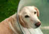 ခွေးတစ်ကောင်၏ အရှက်၏ပုံးဖြင့် ရုန်းကန်မှု