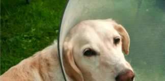 A Dog's Struggle with the Cone of Shame