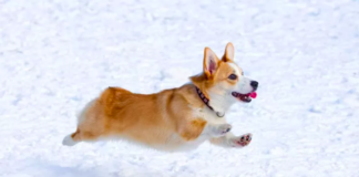 Potešujúci debut šteňa Corgi v snehu