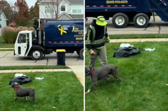 Dog with a Sanitation Worker 'Obsession'