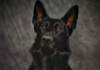 כלב משטרה 'אהוב' מאבד חיים בהתרסקות אכזרית