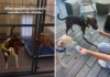 I-Shelter Canine 'Abangane Abangcono Kakhulu'