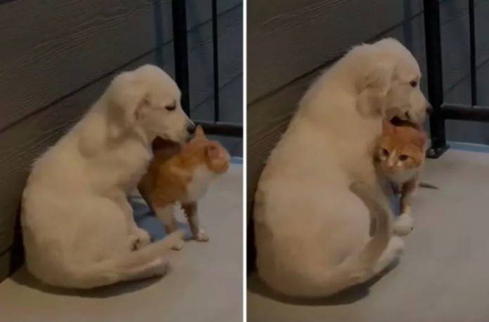 Puppy 'Raised' by Cats Can't Contain Excitement