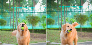 Golden Retriever's Fetch Plea Melts Hearts