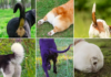 Unraveling the Mystery of Dog Tail Wagging