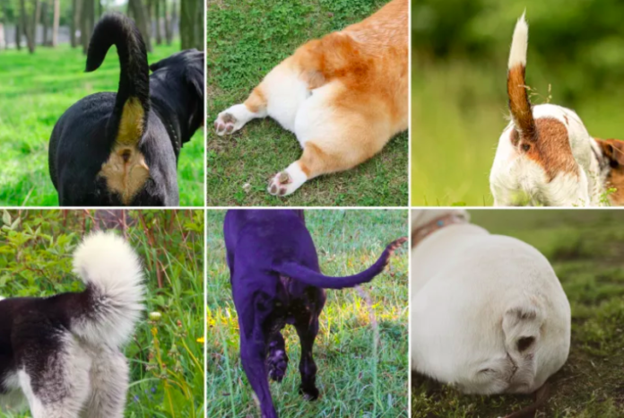 Unraveling the Mystery of Dog Tail Wagging