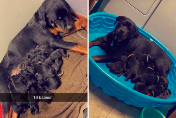 Rottweiler Gives Birth to 16 Puppies