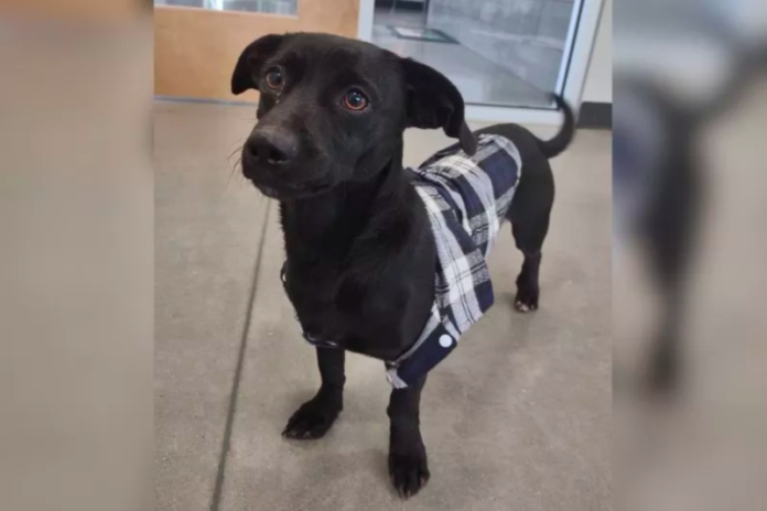 Dog with Attitude Finds Forever Home