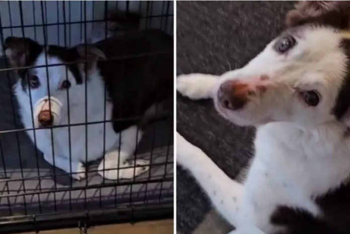 Senior Dog Nelly's Playful Spirit Inspires Thousands