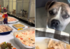 Thanksgiving Feast for Shelter Dogs and Cats