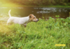 Canine Intuition: How Dogs Sense Events Before They Happen