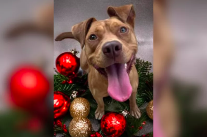 Shelter Dog's Plea to Santa for a Forever Home
