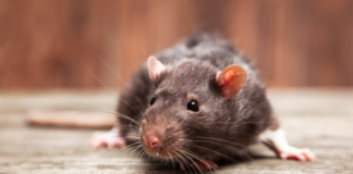 Essential Tips for Effective Rat Extermination