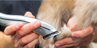 Tips for Maintaining and Cleaning Your Dog Grooming Blades