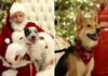 NYC Rescue Center Hosts Adorable Dog Christmas Photos with Santa