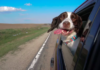 Springer Spaniel's Hilarious Encounter with Car's Windshield Wipers