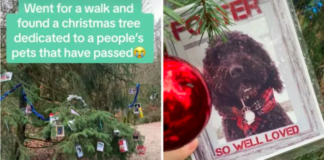 Christmas Tree Honors Beloved Pets