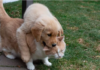 Golden Retriever Puppy ແລະ Cat Forge ມິດຕະພາບທີ່ອົບອຸ່ນ