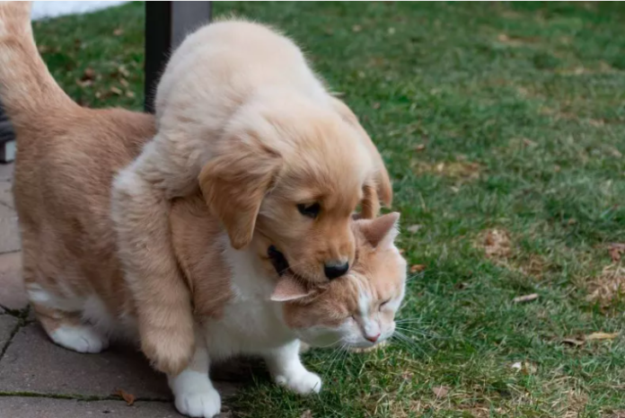 Golden Retriever Puppy and Cat Forge Heartwarming Friendship