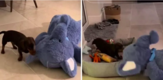 Tiny Dog's Epic Struggle to Bring Giant Stuffed Animal to Bed