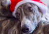 Greyhound to Meet Santa Backfires