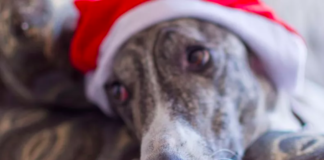 Greyhound to Meet Santa Backfires