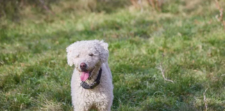 A Blind Rescue Dog's Fetch Adventures