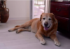 Disabled Dog's Joyful Dance for His Rescuer