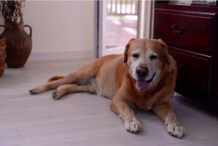 Tarian Gembira Anjing Penyandang Cacat untuk Penyelamatnya