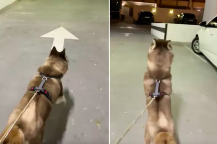 Husky's Hilarious Reaction to Owner's Slow Walk Goes Viral