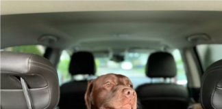 Labrador's Car Ride Dilemma Goes Viral