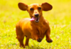 Daring Dachshund's Daily Leaps Leave Internet in Awe