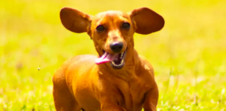 Daring Dachshund's Daily Leaps Leave Internet in Awe