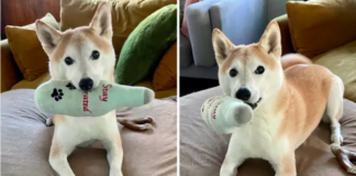 Dog Picks His Own Toy
