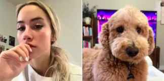 Goldendoodle's Incredible Ability to Sense Emotions