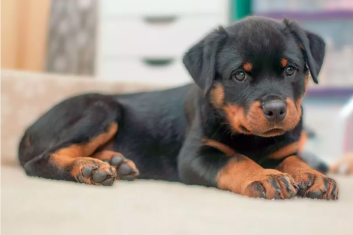 Rottweiler-Basset Hound Mix Takes the Internet by Storm