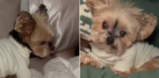 Senior Rescue Dog's Heartwarming Bedtime Ritual
